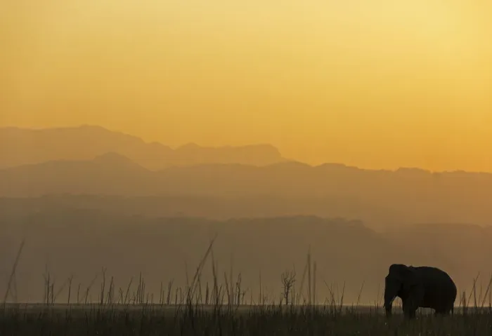 Framed Print : Asiatic elephant (Elephas maximus) silhouette of male at dawn. Jim Corbett National Park Framed Print : Asiatic elephant (Elephas maximus) silhouette of male at dawn. Jim Corbett National Park