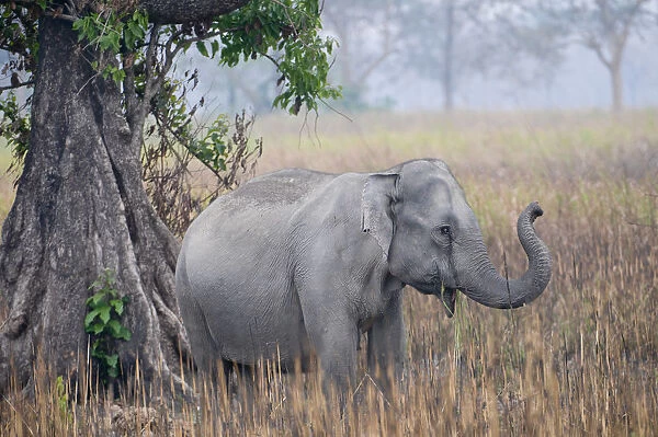 Asiatic  /  Indian Elephant (Elephas maximus) beside tree, Kaziranga NP, Assam, India