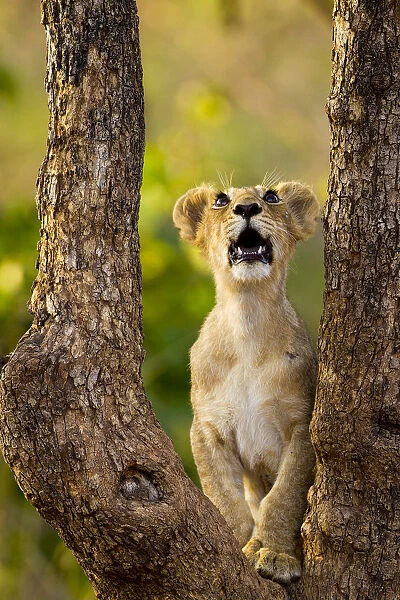 Asiatic lion cub (Panthera leo persica) looking up into tree, possibly at a bird