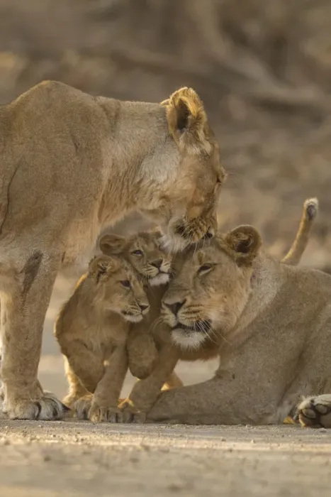 Framed Print : Asiatic lion (Panthera leo persica), two females and two cubs. Gir National Park, Gujarat, India Framed Print : Asiatic lion (Panthera leo persica), two females and two cubs. Gir National Park, Gujarat, India