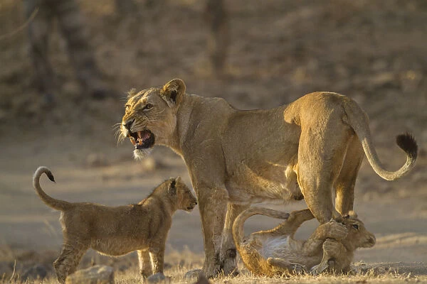 Asiatic lion (Panthera leo persica), female and cubs in morning light, cub biting mothers leg