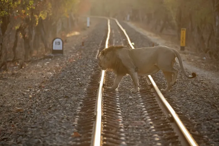 Framed Print : Asiatic lion (Panthera leo persica) crossing railway track at sunrise, Gir National Park, Gujarat, India. Endangered Framed Print : Asiatic lion (Panthera leo persica) crossing railway track at sunrise, Gir National Park, Gujarat, India. Endangered