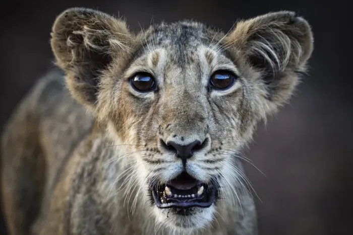 Framed Print : Asiatic lion (Panthera leo persica) cub, Gir Forest National Park, Gujarat, India. May Framed Print : Asiatic lion (Panthera leo persica) cub, Gir Forest National Park, Gujarat, India. May