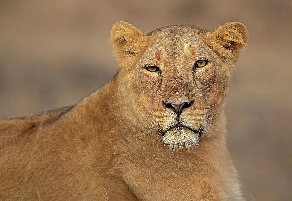 Asiatic lion (Panthera Leo persica) female, portrait, Gir National Park, Gujarat, India