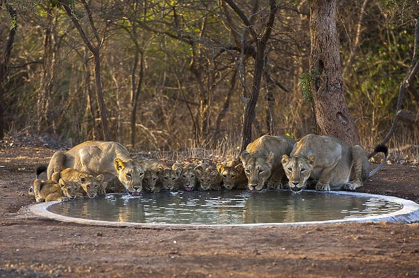 Asiatic lionesses and cubs (Panthera leo persica) drinking from pool, Gir Forest NP, Gujarat, India
