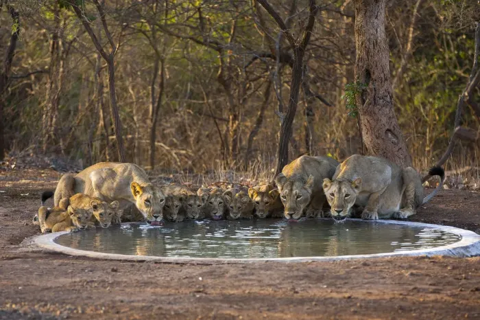 Framed Print : Asiatic lionesses and cubs (Panthera leo persica) drinking from pool, Gir Forest NP, Gujarat, India Framed Print : Asiatic lionesses and cubs (Panthera leo persica) drinking from pool, Gir Forest NP, Gujarat, India