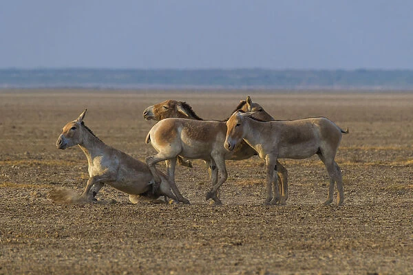 Asiatic wild ass (Equus hemionus khur), group of young males, Little Rann of Kutch