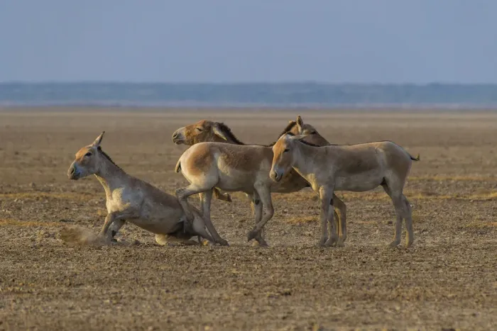 Framed Print : Asiatic wild ass (Equus hemionus khur), group of young males, Little Rann of Kutch