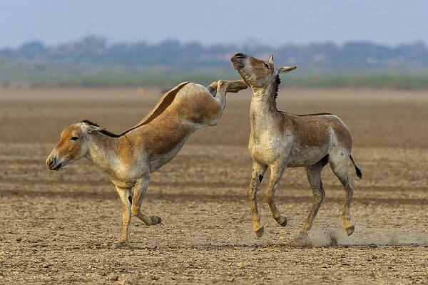 Asiatic wild ass (Equus hemionus khur), young males fighting, with one kicking opponent