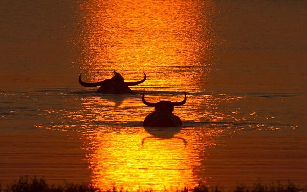 Asiatic Wild Buffalo (Bubalus arnee), swimming in lake at sunset