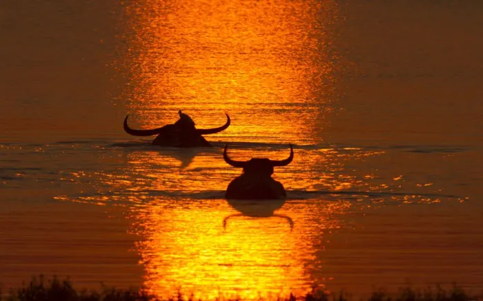 Framed Print : Asiatic Wild Buffalo (Bubalus arnee), swimming in lake at sunset Framed Print : Asiatic Wild Buffalo (Bubalus arnee), swimming in lake at sunset