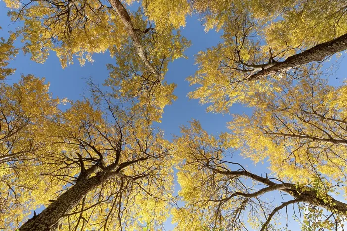 Framed Print : Aspen (Populus tremula) trees in autumn - wide view looking up towards canopy showing bright yellow foliage against a vivid blue sky, Cairngorms National Park, Scotland, UK Framed Print : Aspen (Populus tremula) trees in autumn - wide view looking up towards canopy showing bright yellow foliage against a vivid blue sky, Cairngorms National Park, Scotland, UK