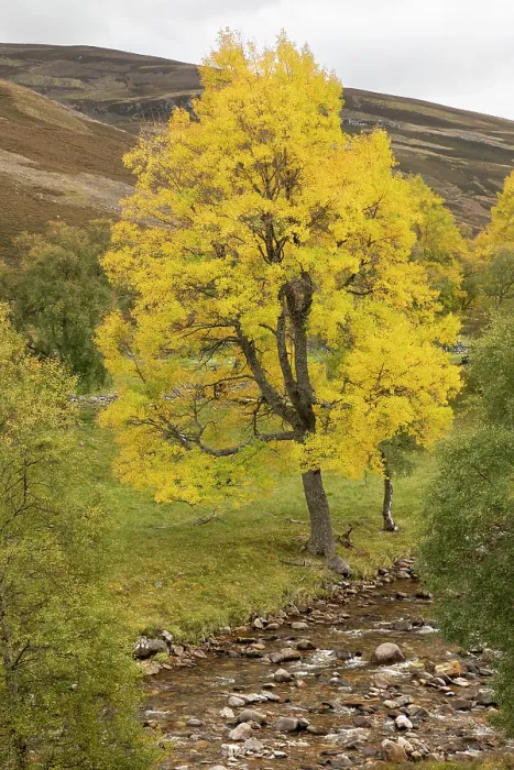 Framed Print : Aspen (Populus tremula) single tree showing yellow autumnal foliage growing alongside Birch (Betula pendula) next to the Ey Burn, Glen Ey, Mar Lodge Estate, Braemar, Scotland, UK Framed Print : Aspen (Populus tremula) single tree showing yellow autumnal foliage growing alongside Birch (Betula pendula) next to the Ey Burn, Glen Ey, Mar Lodge Estate, Braemar, Scotland, UK