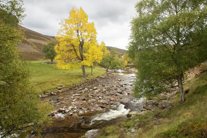 Framed Print : Aspen (Populus tremula) single tree showing yellow autumnal foliage growing alongside Birch (Betula pendula) next to the Ey Burn, Glen Ey, Mar Lodge Estate, Braemar, Scotland, UK Framed Print : Aspen (Populus tremula) single tree showing yellow autumnal foliage growing alongside Birch (Betula pendula) next to the Ey Burn, Glen Ey, Mar Lodge Estate, Braemar, Scotland, UK