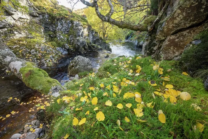 Framed Print : Aspen (Populus tremula) autumnal leaves on mossy boulder next to a feeder burn of the River Findhorn, Inverness-shire, Scotland, UK. October Framed Print : Aspen (Populus tremula) autumnal leaves on mossy boulder next to a feeder burn of the River Findhorn, Inverness-shire, Scotland, UK. October