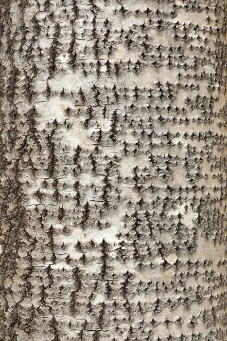 Framed Print : Aspen (Populus tremula) close-up of bark, Mar Lodge Estate, Braemar, Scotland, UK. October Framed Print : Aspen (Populus tremula) close-up of bark, Mar Lodge Estate, Braemar, Scotland, UK. October