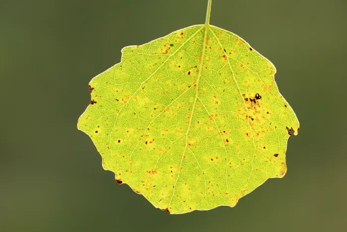 Framed Print : Aspen (Populus tremula) close-up of leaf in autumn, Cairngorms National Park, Scotland, UK. October Framed Print : Aspen (Populus tremula) close-up of leaf in autumn, Cairngorms National Park, Scotland, UK. October
