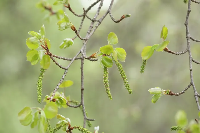 Framed Print : Aspen (Populus tremula) female, seed producing catkins in early spring, Cairngorms National Park, Scotland, UK. May Framed Print : Aspen (Populus tremula) female, seed producing catkins in early spring, Cairngorms National Park, Scotland, UK. May