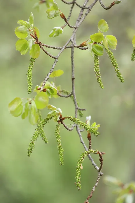 Framed Print : Aspen (Populus tremula) female, seed producing, catkins in early spring, Cairngorms National Park, Scotland, UK. May Framed Print : Aspen (Populus tremula) female, seed producing, catkins in early spring, Cairngorms National Park, Scotland, UK. May
