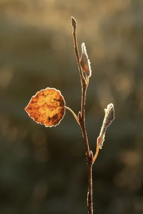 Framed Print : Aspen (Populus tremula) leaf in autumn rimmed with frost, Scotland, UK. October Framed Print : Aspen (Populus tremula) leaf in autumn rimmed with frost, Scotland, UK. October
