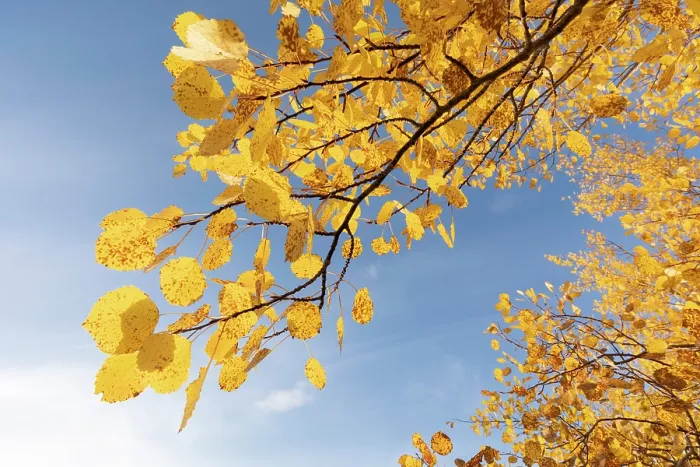 Framed Print : Aspen (Populus tremula) leaves displaying bright yellow autumn foliage, Mar Lodge Estate, Braemar, Scotland, UK. October Framed Print : Aspen (Populus tremula) leaves displaying bright yellow autumn foliage, Mar Lodge Estate, Braemar, Scotland, UK. October