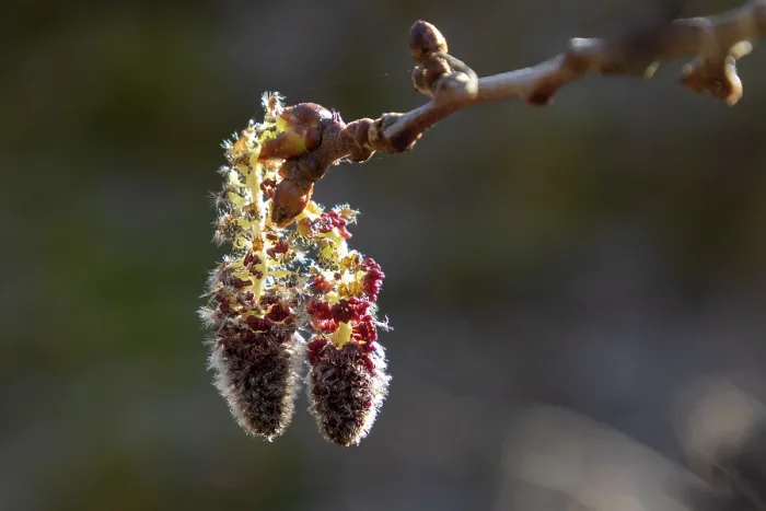 Framed Print : Aspen (Populus tremula) male catkins, Insh Marshes, Cairngorms National Park, Scotland, UK. April Framed Print : Aspen (Populus tremula) male catkins, Insh Marshes, Cairngorms National Park, Scotland, UK. April