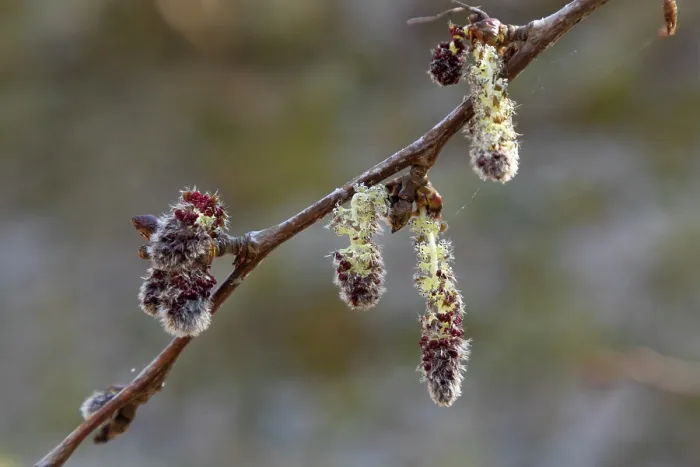Framed Print : Aspen (Populus tremula) male catkins, Insh Marshes, Cairngorms National Park, Scotland, UK. April Framed Print : Aspen (Populus tremula) male catkins, Insh Marshes, Cairngorms National Park, Scotland, UK. April