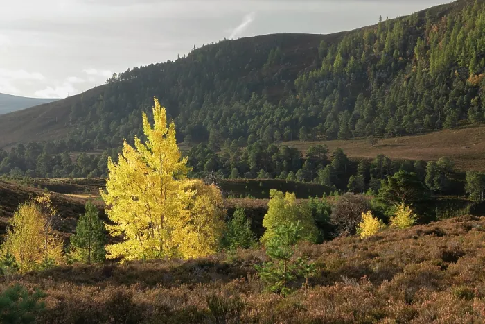 Framed Print : Aspen (Populus tremula) mature tree and nearby saplings established from suckers, Mar Lodge Estate, Braemar, Scotland, UK. October Framed Print : Aspen (Populus tremula) mature tree and nearby saplings established from suckers, Mar Lodge Estate, Braemar, Scotland, UK. October
