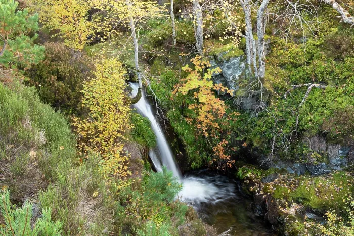 Framed Print : Aspen (Populus tremula) Rowan (Sorbus sp.) and Birch (Betula pendula) trees in autumn colour, growing alongside a waterfall on a small burn in a gully, Mar Lodge Estate, Braemar Framed Print : Aspen (Populus tremula) Rowan (Sorbus sp.) and Birch (Betula pendula) trees in autumn colour, growing alongside a waterfall on a small burn in a gully, Mar Lodge Estate, Braemar