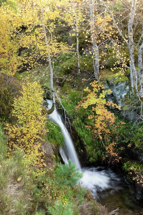 Framed Print : Aspen (Populus tremula) Rowan (Sorbus sp.) and Birch (Betula pendula) trees in autumn colour, growing alongside a waterfall on a small burn in a gully, Mar Lodge Estate, Braemar Framed Print : Aspen (Populus tremula) Rowan (Sorbus sp.) and Birch (Betula pendula) trees in autumn colour, growing alongside a waterfall on a small burn in a gully, Mar Lodge Estate, Braemar