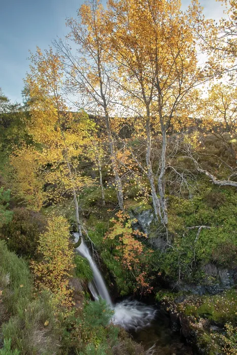 Framed Print : Aspen (Populus tremula) Rowan (Sorbus sp.) and Birch (Betula pendula) trees in autumn colour, growing alongside a waterfall on a small burn in a gully, Mar Lodge Estate, Braemar Framed Print : Aspen (Populus tremula) Rowan (Sorbus sp.) and Birch (Betula pendula) trees in autumn colour, growing alongside a waterfall on a small burn in a gully, Mar Lodge Estate, Braemar