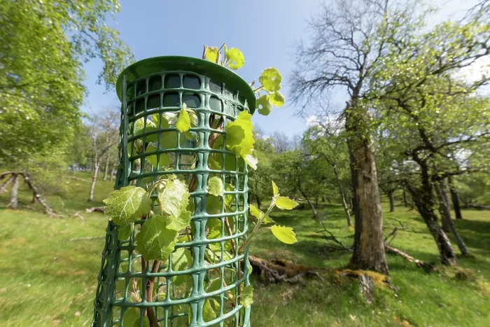 Framed Print : Aspen (Populus tremula) sapling in tree guard to protect from browsing, Cairngorms National Park, Scotland, UK. May