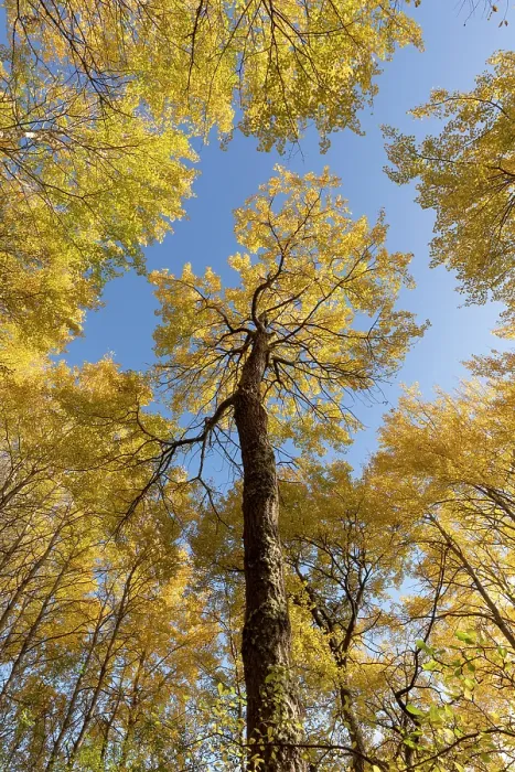 Framed Print : Aspen (Populus tremula) stand in autumn - wide view showing bright yellow foliage against a vivid blue sky, Cairngorms National Park, Scotland, UK. October Framed Print : Aspen (Populus tremula) stand in autumn - wide view showing bright yellow foliage against a vivid blue sky, Cairngorms National Park, Scotland, UK. October