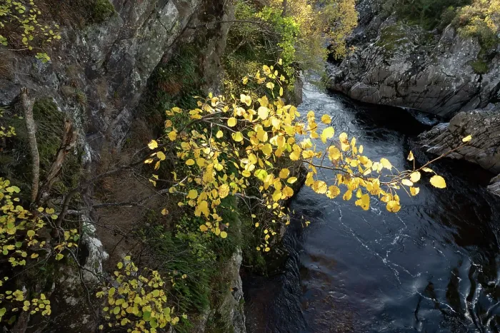 Framed Print : Aspen (Populus tremula) tree in autumn growing in a steep gorge above the River Findhorn, near Dulsie Bridge, Moray, Scotland, UK. October Framed Print : Aspen (Populus tremula) tree in autumn growing in a steep gorge above the River Findhorn, near Dulsie Bridge, Moray, Scotland, UK. October