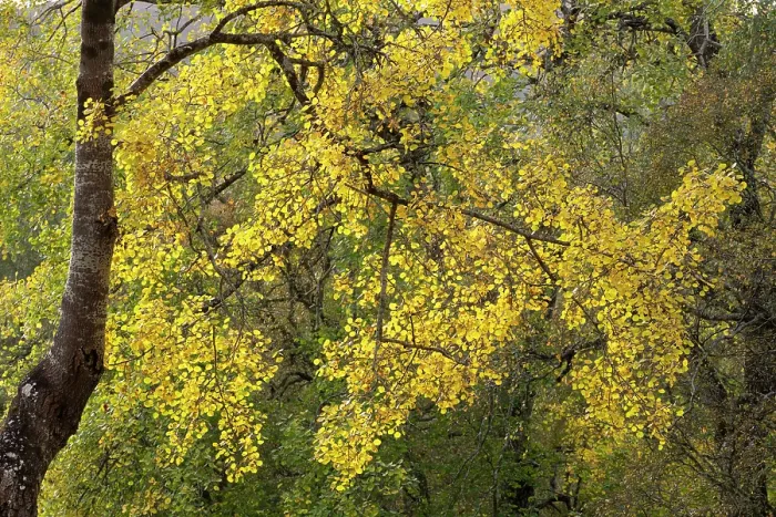 Framed Print : Aspen (Populus tremula) tree backlit in autumn, highlighting yellow leaves, Tulloch, Cairngorms National Park, Scotland, UK. October Framed Print : Aspen (Populus tremula) tree backlit in autumn, highlighting yellow leaves, Tulloch, Cairngorms National Park, Scotland, UK. October