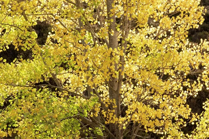 Framed Print : Aspen (Populus tremula) tree backlit highlighting bright yellow autumn foliage, Mar Lodge Estate, Braemar, Scotland, UK. October Framed Print : Aspen (Populus tremula) tree backlit highlighting bright yellow autumn foliage, Mar Lodge Estate, Braemar, Scotland, UK. October