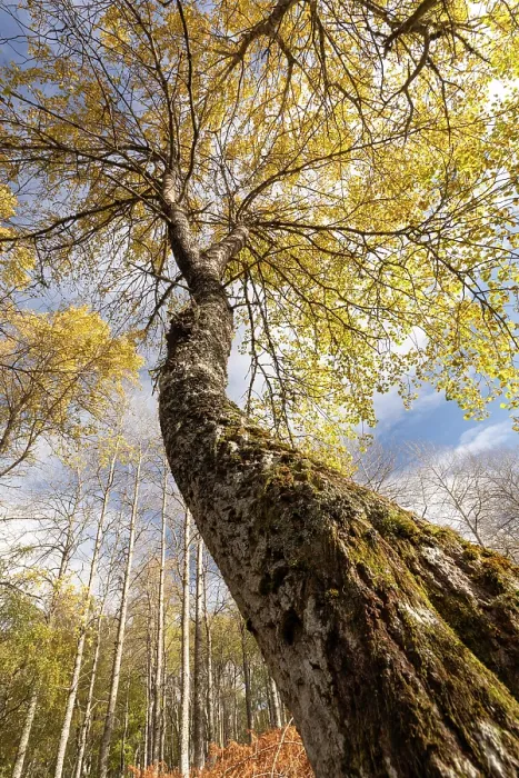 Framed Print : Aspen (Populus tremula) tree, low angle view looking up trunk towards branches and bright yellow leaves, Grantown-on-Spey, Cairngorms National Park, Scotland, UK. October Framed Print : Aspen (Populus tremula) tree, low angle view looking up trunk towards branches and bright yellow leaves, Grantown-on-Spey, Cairngorms National Park, Scotland, UK. October