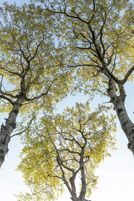 Framed Print : Aspen (Populus tremula) tree showing early spring foliage, Cairngorms National Park, Scotland, UK. May Framed Print : Aspen (Populus tremula) tree showing early spring foliage, Cairngorms National Park, Scotland, UK. May