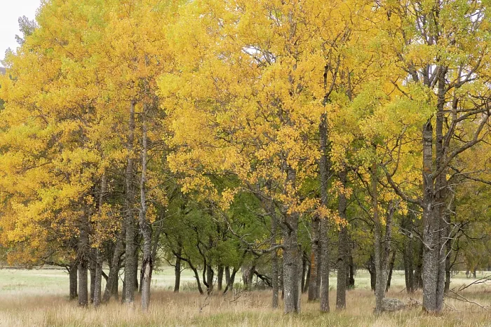 Framed Print : Aspen (Populus tremula) trees, section of a mature stand growing in open pasture showing yellow autumnal foliage, Mar Lodge Estate, Braemar, Scotland, UK. October