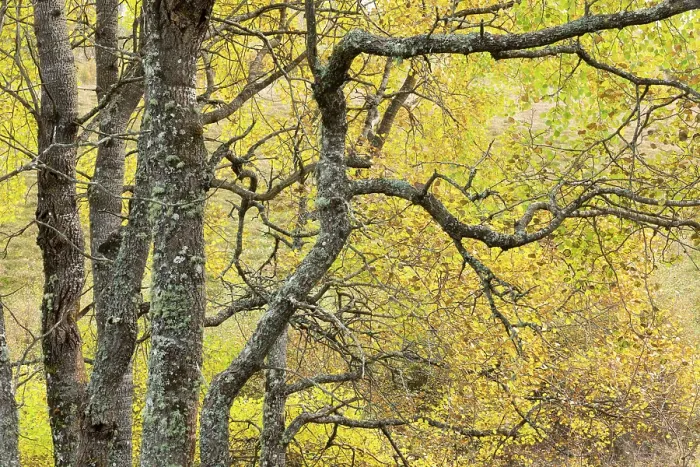 Framed Print : Aspen (Populus tremula) trees in autumn, Insh Marshes, Cairngorms National Park, Scotland, UK. October Framed Print : Aspen (Populus tremula) trees in autumn, Insh Marshes, Cairngorms National Park, Scotland, UK. October