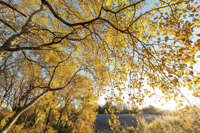 Framed Print : Aspen (Populus tremula) trees in autumn displaying bright yellow foliage, Insh Marshes, Cairngorms National Park, Scotland, UK. October Framed Print : Aspen (Populus tremula) trees in autumn displaying bright yellow foliage, Insh Marshes, Cairngorms National Park, Scotland, UK. October