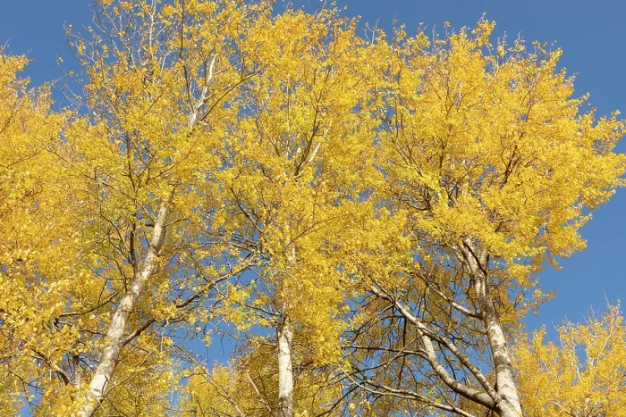 Framed Print : Aspen (Populus tremula) trees in autumn displaying colourful yellow foliage, Cairngorms National Park, Scotland, UK. October Framed Print : Aspen (Populus tremula) trees in autumn displaying colourful yellow foliage, Cairngorms National Park, Scotland, UK. October