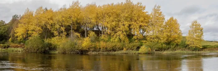 Framed Print : Aspen (Populus tremula) trees in autumn growing alongside the River Spey near Grantown-on-Spey, Cairngorms National Park, Scotland, UK. October. Composite image Framed Print : Aspen (Populus tremula) trees in autumn growing alongside the River Spey near Grantown-on-Spey, Cairngorms National Park, Scotland, UK. October. Composite image