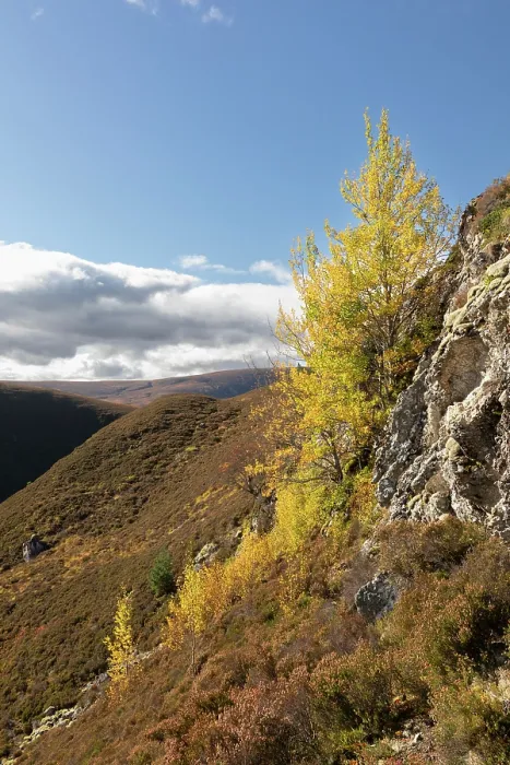 Framed Print : Aspen (Populus tremula) trees in autumn growing on a steep inaccessible rock face, Mar Lodge Estate, Braemar, Scotland, UK. October Framed Print : Aspen (Populus tremula) trees in autumn growing on a steep inaccessible rock face, Mar Lodge Estate, Braemar, Scotland, UK. October
