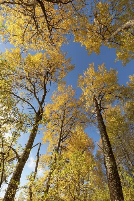 Framed Print : Aspen (Populus tremula) trees in autumn - wide view showing bright yellow foliage against a vivid blue sky, Cairngorms National Park, Scotland, UK. October Framed Print : Aspen (Populus tremula) trees in autumn - wide view showing bright yellow foliage against a vivid blue sky, Cairngorms National Park, Scotland, UK. October