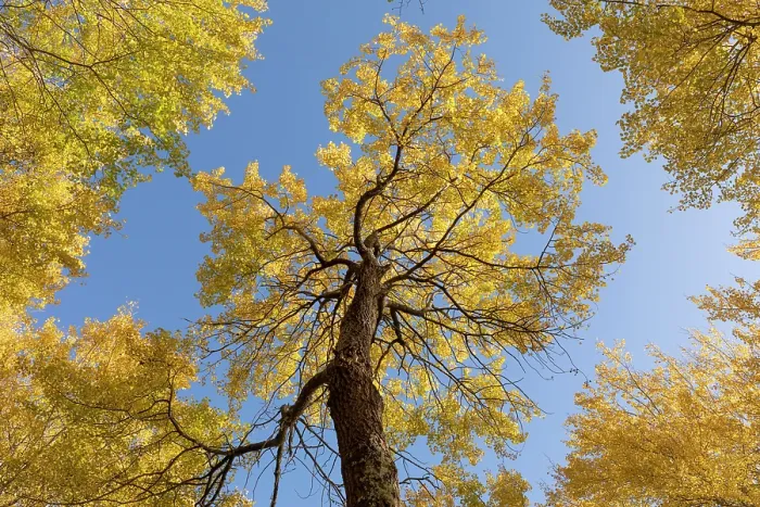 Framed Print : Aspen (Populus tremula) trees in autumn - wide view showing bright yellow foliage against a vivid blue sky, Cairngorms National Park, Scotland, UK. October Framed Print : Aspen (Populus tremula) trees in autumn - wide view showing bright yellow foliage against a vivid blue sky, Cairngorms National Park, Scotland, UK. October