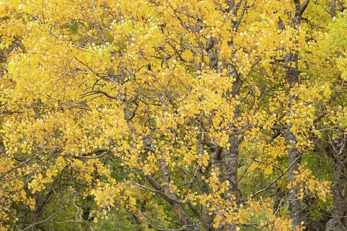 Framed Print : Aspen (Populus tremula) trees close-up of yellow autumnal foliage of a mature stand, Mar Lodge Estate, Braemar, Scotland, UK. October Framed Print : Aspen (Populus tremula) trees close-up of yellow autumnal foliage of a mature stand, Mar Lodge Estate, Braemar, Scotland, UK. October