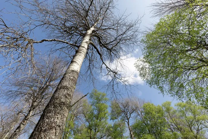 Framed Print : Aspen (Populus tremula) trees in late May still to come into leaf, Cairngorms National Park, Scotland, UK. May Framed Print : Aspen (Populus tremula) trees in late May still to come into leaf, Cairngorms National Park, Scotland, UK. May