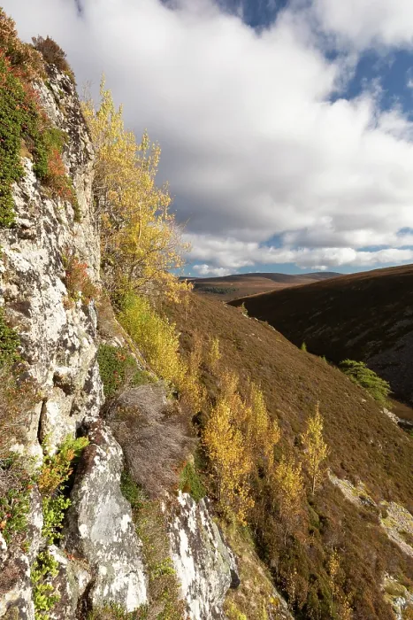 Framed Print : Aspen (Populus tremula) trees stand and suckers in autumn growing on a steep inaccessible rock face, Mar Lodge Estate, Braemar, Scotland, UK, October Framed Print : Aspen (Populus tremula) trees stand and suckers in autumn growing on a steep inaccessible rock face, Mar Lodge Estate, Braemar, Scotland, UK, October