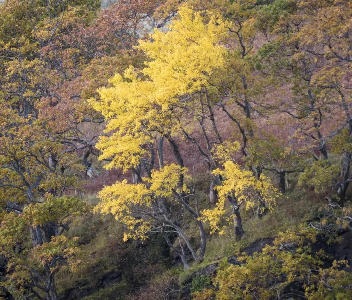 Framed Print : Aspen (Populus tremula) Wester Ross, Scotland, UK. November Framed Print : Aspen (Populus tremula) Wester Ross, Scotland, UK. November